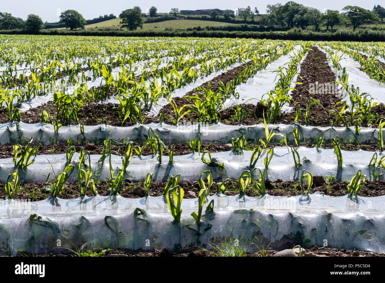 Le maïs est cultivé sous plastique biodégradable à l'alimentation animale du pays de Galles Banque D'Images