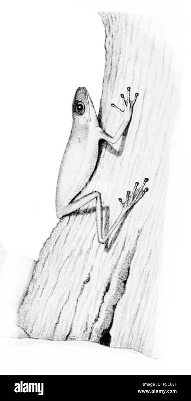 N/A. Duellmanohyla uranochroa . 1875. Faire face, E. D. (Edward Drinker), 1840-1897 484 Duellmanohyla uranochroa Banque D'Images