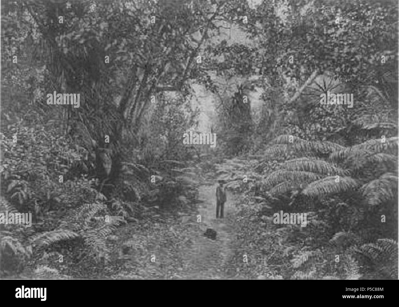 N/A. English : 'forêt', Puna-paysages de volcans hawaïens par Clarence Edward Dutton, ch. 1884. Grande île d'Hawaï. . Vers 1884. portés au Hawaiian Historical Society 1 "Scenery-Puna", ch. 1884 Banque D'Images