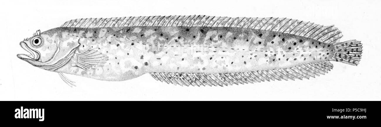 N/A. Blennophis anguillaris . 1828. P. Oudart 209 Blennophis anguillaris Banque D'Images