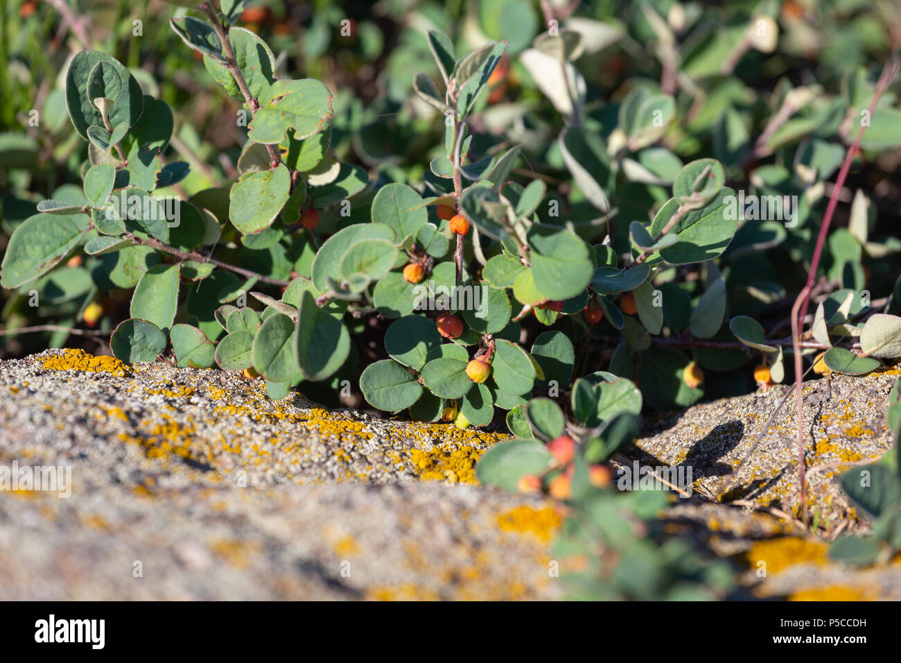 Cotoneaster horizontalis plante avec de petits fruits rouges bien mûrs Banque D'Images