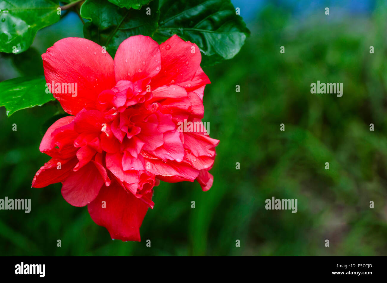 Fleur d'Hibiscus rouge, Port Blair, Andaman et Nicobar Island, Inde Banque D'Images Fleur d'Hibiscus rouge, Port Blair, Andaman et Nicobar Island, Inde Banque D'Images