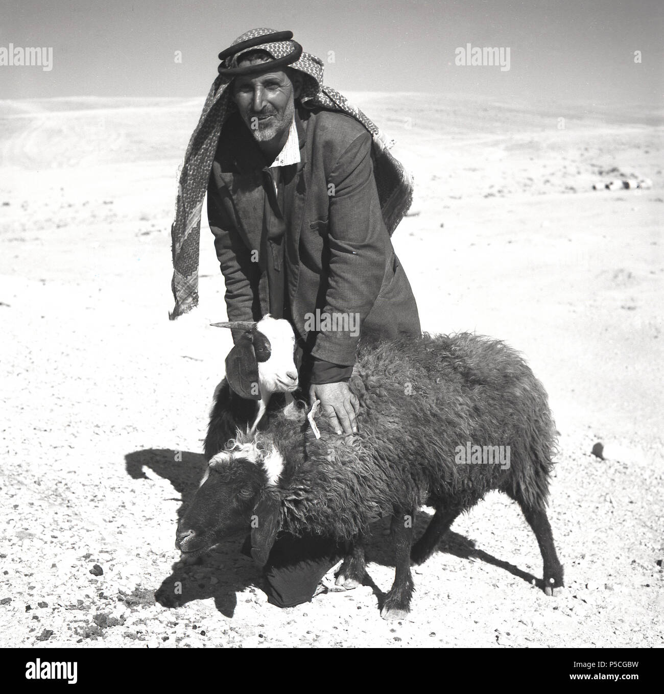 Années 1950, un homme dans le bédouin du désert aride avec deux de ses brebis, en Jordanie. Habitants du désert, le bedoiuns sont les premiers peuples de la Jordanie, vivant une vie nomade qui a donné les meilleurs conditions de pâturage pour leur bétail. Sa tête est couverte par la coiffure traditionnelle, le Shemagh. Banque D'Images