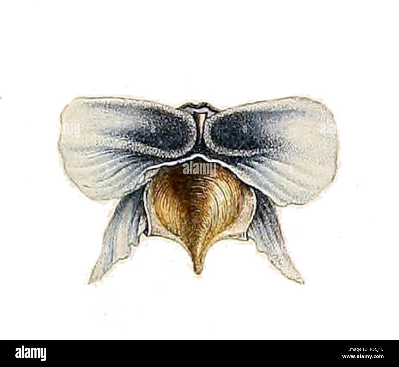 N/A. Cavolinia tridentata australis . 1807. Lesueur 284 Cavolinia tridentata australis Banque D'Images