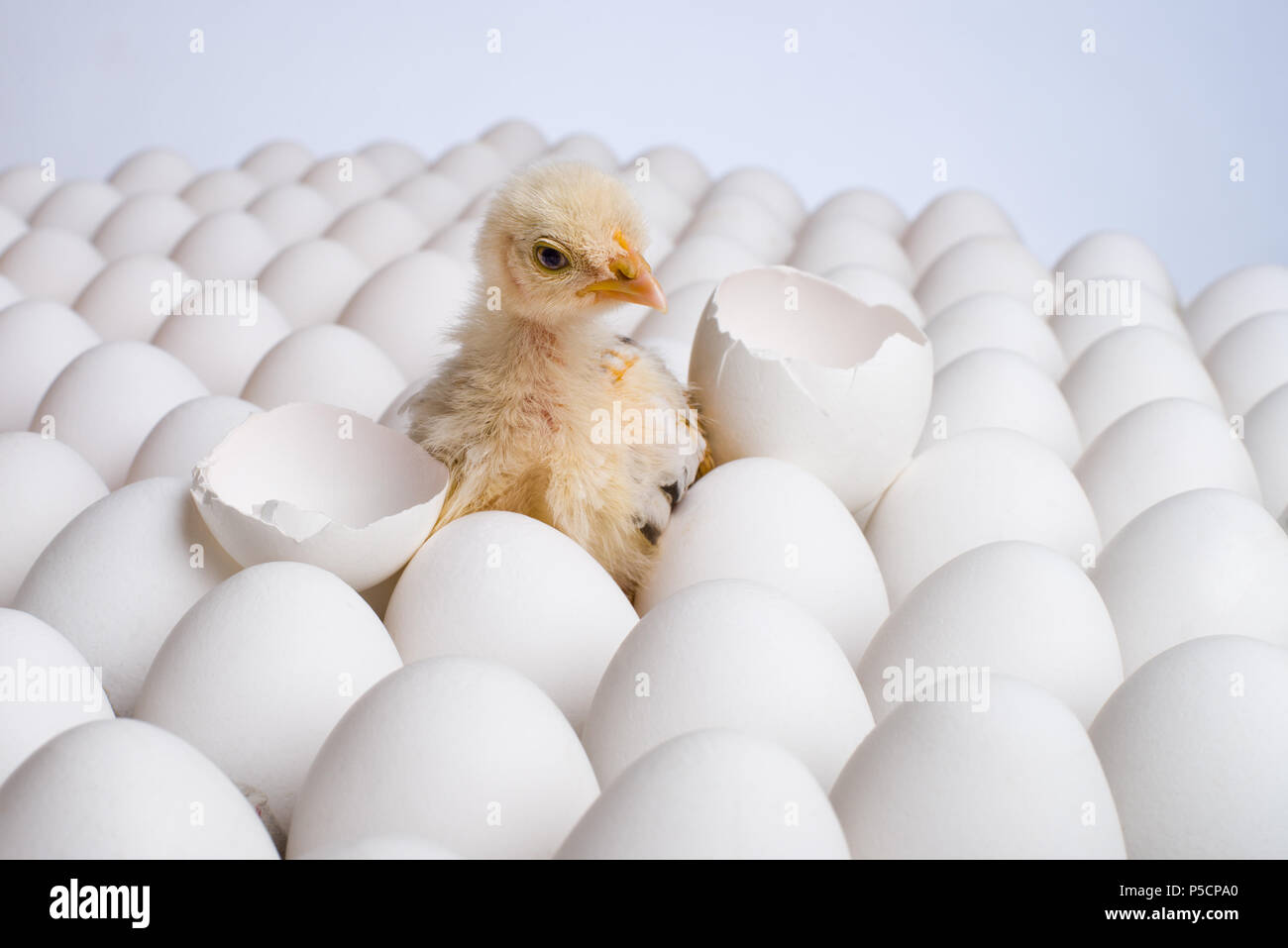 Un poulet jaune niché sur de nombreux oeufs de poule-photo horizontale, Banque D'Images