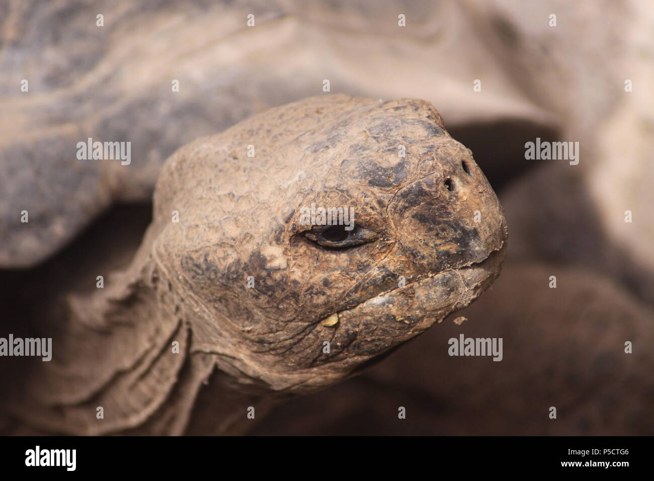 Tortue terrestre des Galapagos Giant Banque D'Images