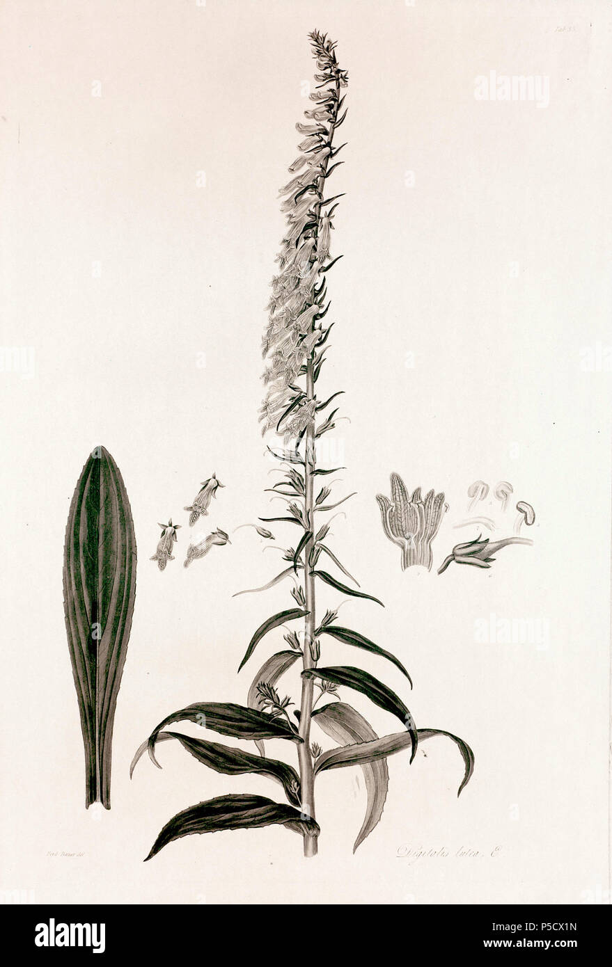 N/A. Digitalis lutea . 15 juin 2012, 21:51:20. John Lindley (1799-1865) Noms alternatifs Lindl. Description botaniste, pteridologist, bryologue, professeur d'université, écrivain et mycologue Date de naissance/Décès 8 Février 1799 1 novembre 1865 Lieu de naissance/décès Catton, près de catégorie:Norwich Turnham Green, Middlesex contrôle d'autorité : Q378629 VIAF:44413344 ISNI:0000 0000 8377 7990 RCAC:n:NLA84018057 35306726:Botaniste Lindl. Digitalis lutea WorldCat 3735 - John Lindley - Collectanea botanica (1821) Banque D'Images