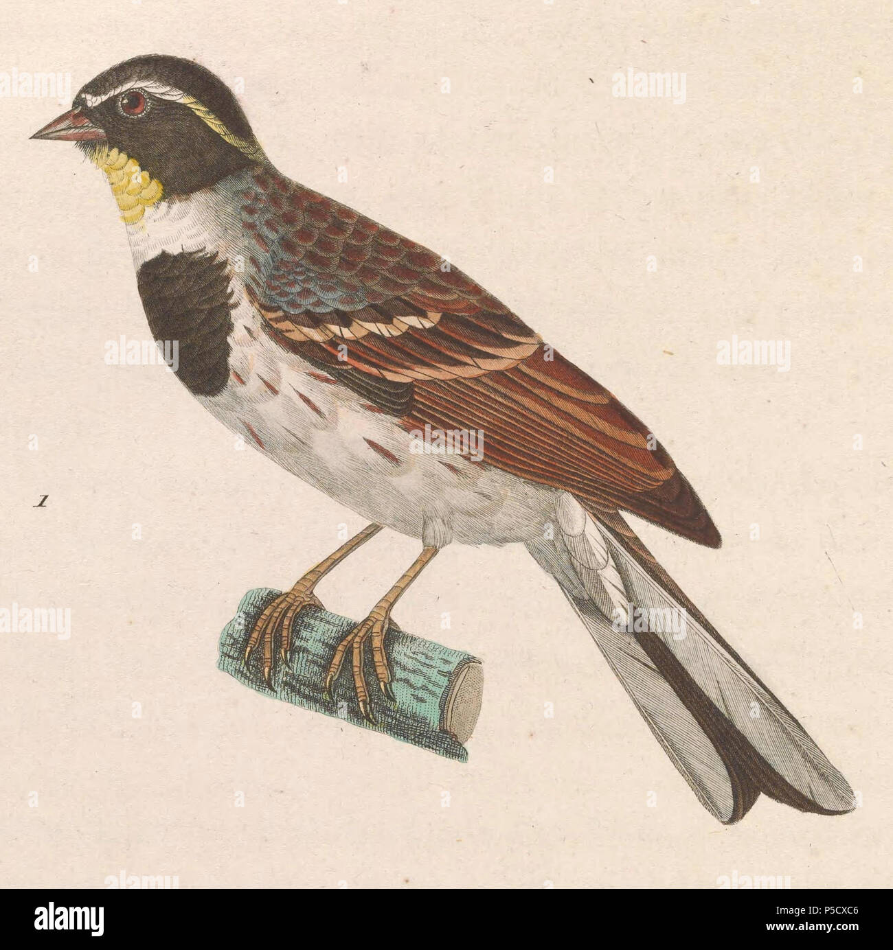 N/A. Anglais : " Emberiza elegans "  = Emberiza elegans (Bruant à gorge jaune) - mâle adulte English : " Emberiza elegans "  = Emberiza elegans (Bruant élégant) - mâle adulte . 1838. Nicolas Huet (1770-1830) Noms alternatifs, Nicolas II Huet ; Nicolas Huet le plus petit, Nicolas Huet II ; Nicolas Le jeune Français Description Huet peintre, illustrateur et graveur Date de naissance/décès 1770 26 décembre 1830 Lieu de naissance Paris contrôle d'autorité : Q3340421 VIAF:95590486 ISNI:0000 0000 7064 7628 ULAN:500117124:138988412 GND Jean Gabriel Prêtre (1768-1849) Description Un Suisse Banque D'Images