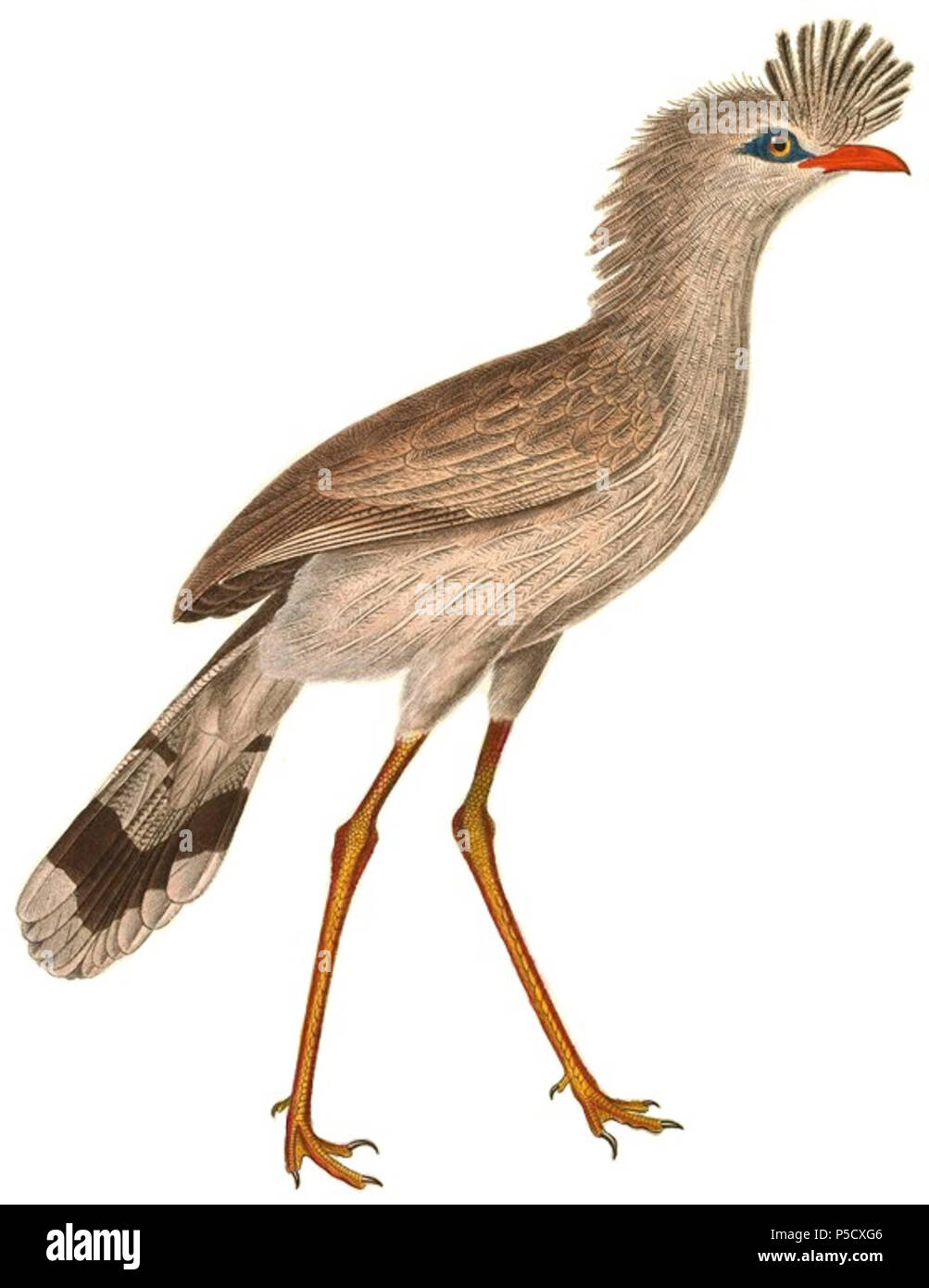 N/A. » Dicholophus français : cristatus "  = Cariama cristata (Red-legged Seriema) - mâle adulte English : Dicholophus » » cristatus  = Cariama cristata (Cariama huppé) - mâle adulte . 1838. Nicolas Huet (1770-1830) Noms alternatifs, Nicolas II Huet ; Nicolas Huet le plus petit, Nicolas Huet II ; Nicolas Le jeune Français Description Huet peintre, illustrateur et graveur Date de naissance/décès 1770 26 décembre 1830 Lieu de naissance Paris contrôle d'autorité : Q3340421 VIAF:95590486 ISNI:0000 0000 7064 7628 ULAN:500117124:138988412 GND Jean Gabriel Prêtre (1768-1849) Description Swi Banque D'Images