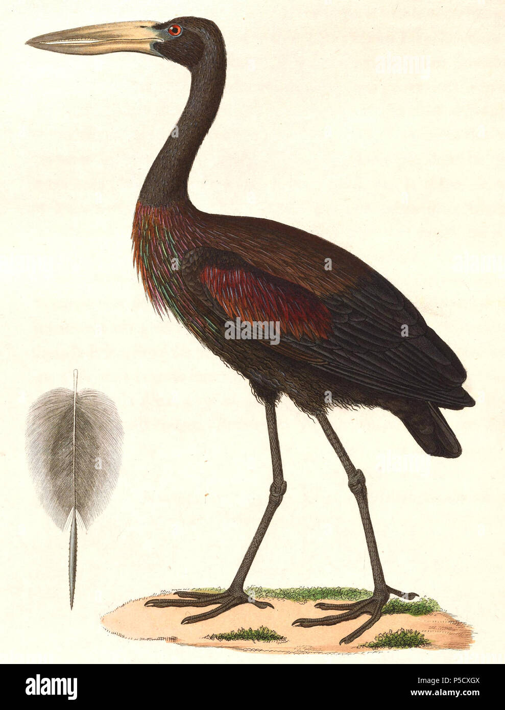 N/A. Anglais : " Anastomus lamelligerus Anastomus lamelligerus "  = (African Openbill) - adulte English : " Anastomus lamelligerus Anastomus lamelligerus "  = (bec-ouvert africain) - adulte . 1838. Nicolas Huet (1770-1830) Noms alternatifs, Nicolas II Huet ; Nicolas Huet le plus petit, Nicolas Huet II ; Nicolas Le jeune Français Description Huet peintre, illustrateur et graveur Date de naissance/décès 1770 26 décembre 1830 Lieu de naissance Paris contrôle d'autorité : Q3340421 VIAF:95590486 ISNI:0000 0000 7064 7628 ULAN:500117124:138988412 GND Jean Gabriel Prêtre (1768-1849) Description Banque D'Images