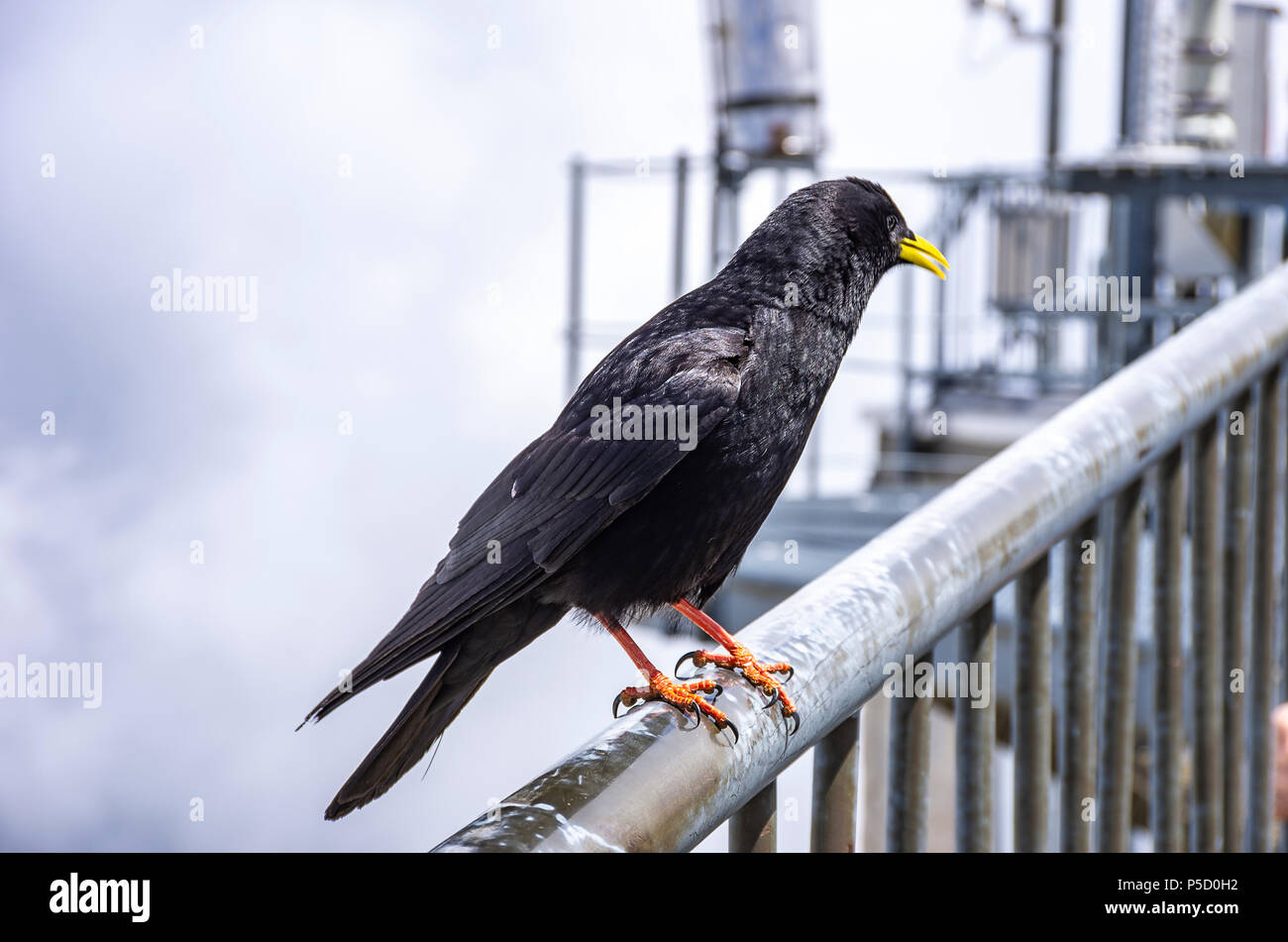 Une étude de l'Alpine chough sur le Säntis dans les Alpes, dans le nord-est de l'Appenzell Suisse. Banque D'Images