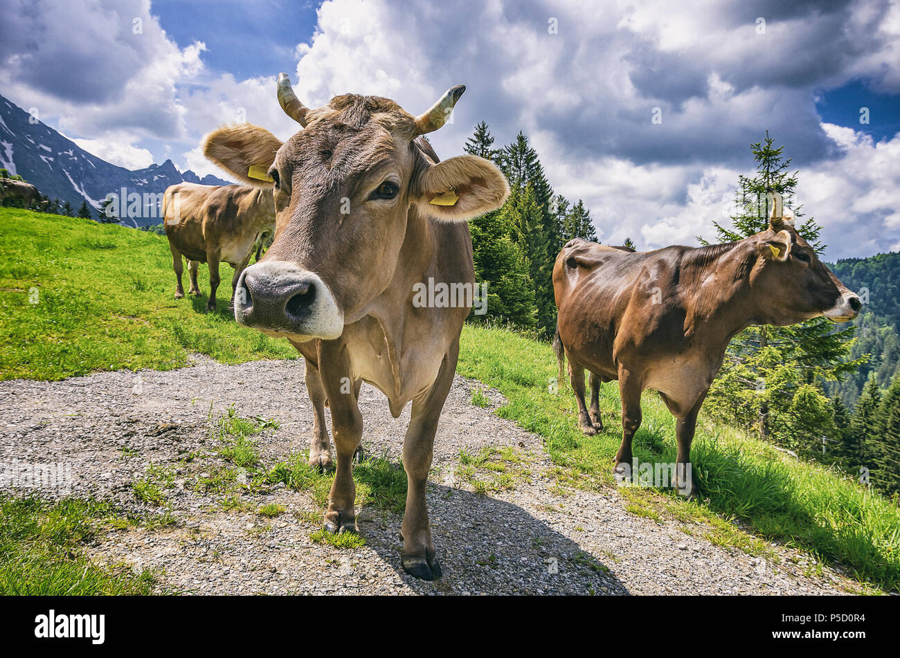 Les vaches avec les étiquettes d'oreille correctement fixé sur une prairie de montagne dans les Alpes Suisses près de Urnäsch et Schwägalp, canton Appenzell Rhodes-Extérieures, Suisse. Banque D'Images