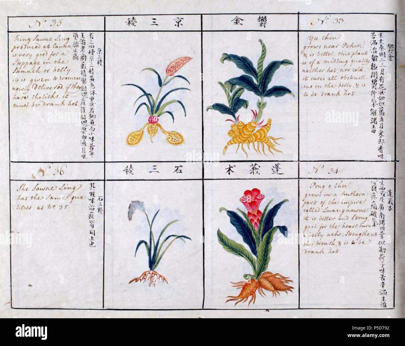 N/A. Anglais : Page de 'Compte de 814 plantes et insectes, la plupart des médicaments n'ont pas été touchées par les Chinois'- Copie basée sur la "Bencao Gangmu de Li Shizhen' (1518-1593), une autorité en matière médicale chinoise. vers 1800. 186 Inconnu Bencao Gangmu 33-36 Banque D'Images