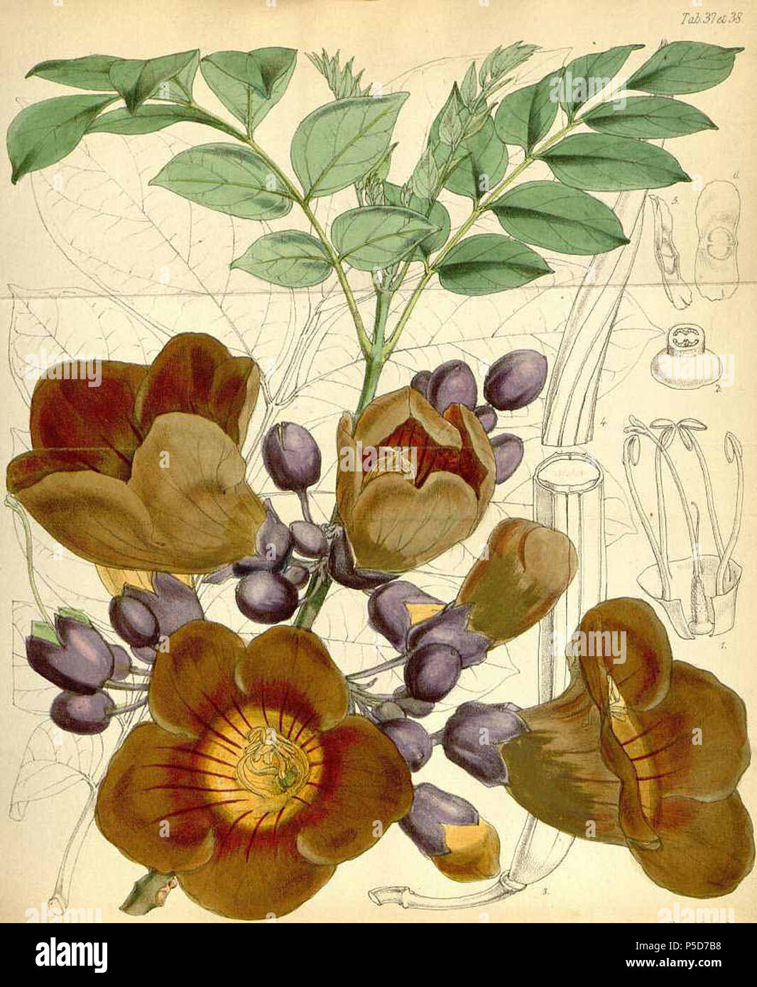 N/A. Anglais : Amphitecna macrophylla (Seemann) Miers ex baillon (comme Ferdinandia superba semblent.), Journal of Botany, britanniques et étrangers, tome 3 : t. 37 (1865) . 1865. Walter Hood Fitch (1817-1892) 94 Amphitecna macrophylla00 Banque D'Images