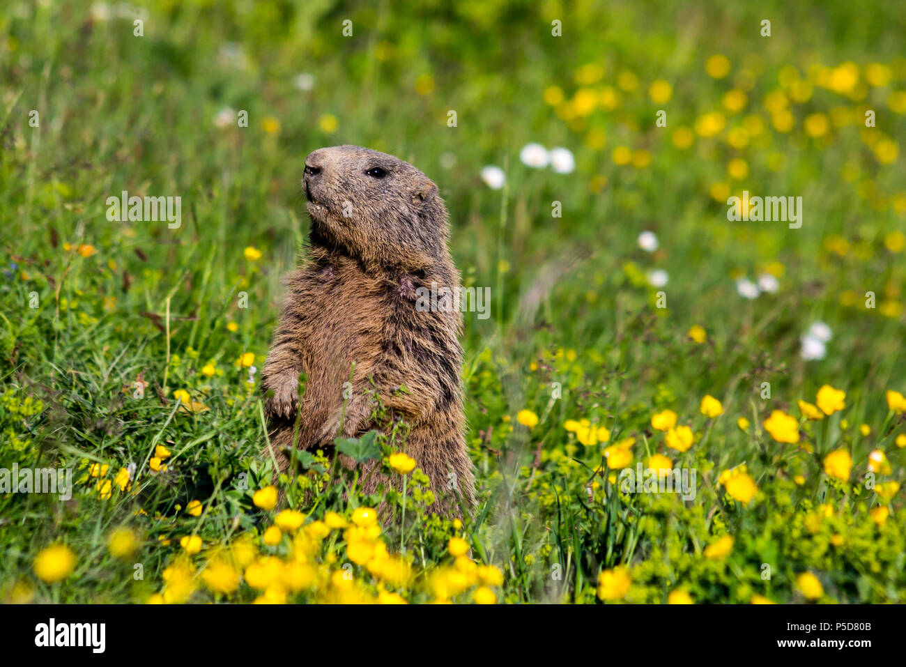 Comité permanent de la marmotte marmotte alpine dans sentinel debout sur une prairie dans les Alpes européennes, l'Europe Liechtenstein Banque D'Images