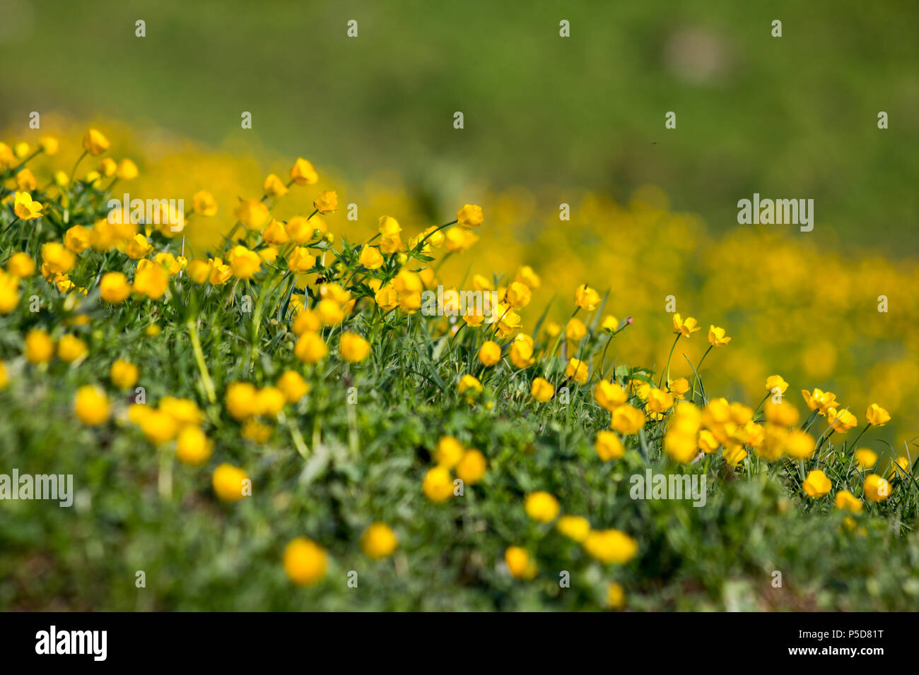 Domaine luxuriant de renoncules au printemps dans les Alpes européennes Banque D'Images