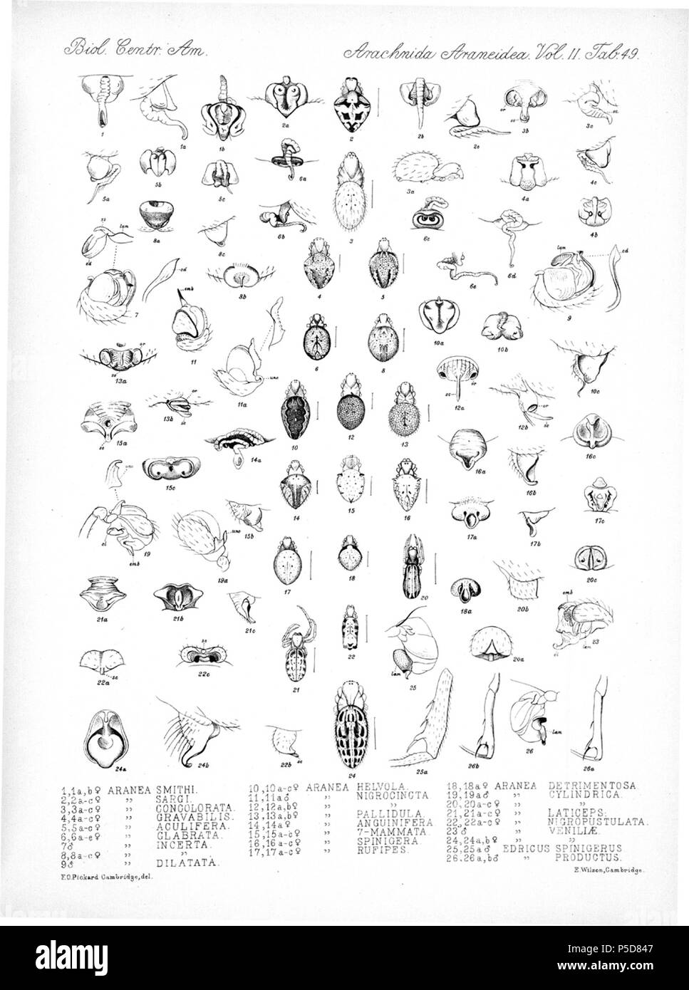 N/A. Anglais : Zoological illustrations des araignées faites par Frederick O. Picard-Cambridge Biologia Centrali-Americana, pour l'encyclopédie de l'histoire naturelle du Mexique et Amérique centrale . Entre 1897 et 1905. Frederick Octavius Pickard-Cambridge Arachnides 116 Araneidea Vol 2 Tableau 49 Banque D'Images