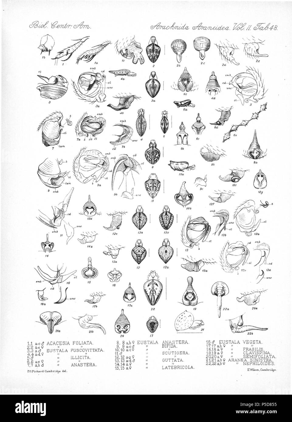 N/A. Anglais : Zoological illustrations des araignées faites par Frederick O. Picard-Cambridge Biologia Centrali-Americana, pour l'encyclopédie de l'histoire naturelle du Mexique et Amérique centrale . Entre 1897 et 1905. Frederick Octavius Pickard-Cambridge Arachnides 116 Araneidea Vol 2 Tableau 48 Banque D'Images