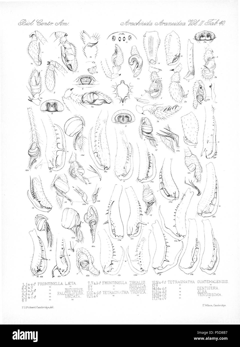 N/A. Anglais : Zoological illustrations des araignées faites par Frederick O. Picard-Cambridge Biologia Centrali-Americana, pour l'encyclopédie de l'histoire naturelle du Mexique et Amérique centrale . Entre 1897 et 1905. Frederick Octavius Pickard-Cambridge Arachnides 116 Araneidea Vol 2 Tableau 40 Banque D'Images