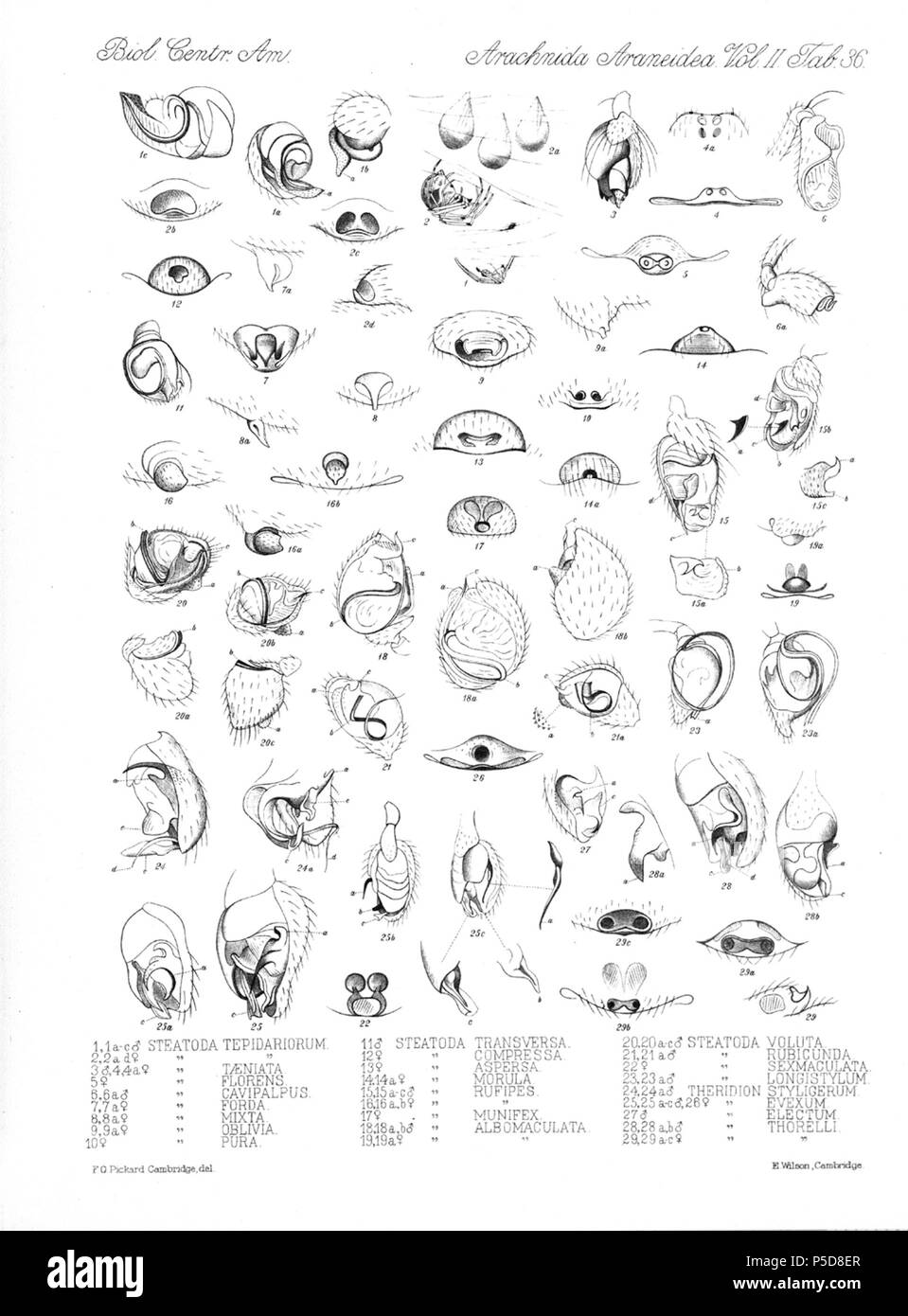 N/A. Anglais : Zoological illustrations des araignées faites par Frederick O. Picard-Cambridge Biologia Centrali-Americana, pour l'encyclopédie de l'histoire naturelle du Mexique et Amérique centrale . Entre 1897 et 1905. Frederick Octavius Pickard-Cambridge Arachnides 116 Araneidea Vol 2 Tableau 36 Banque D'Images