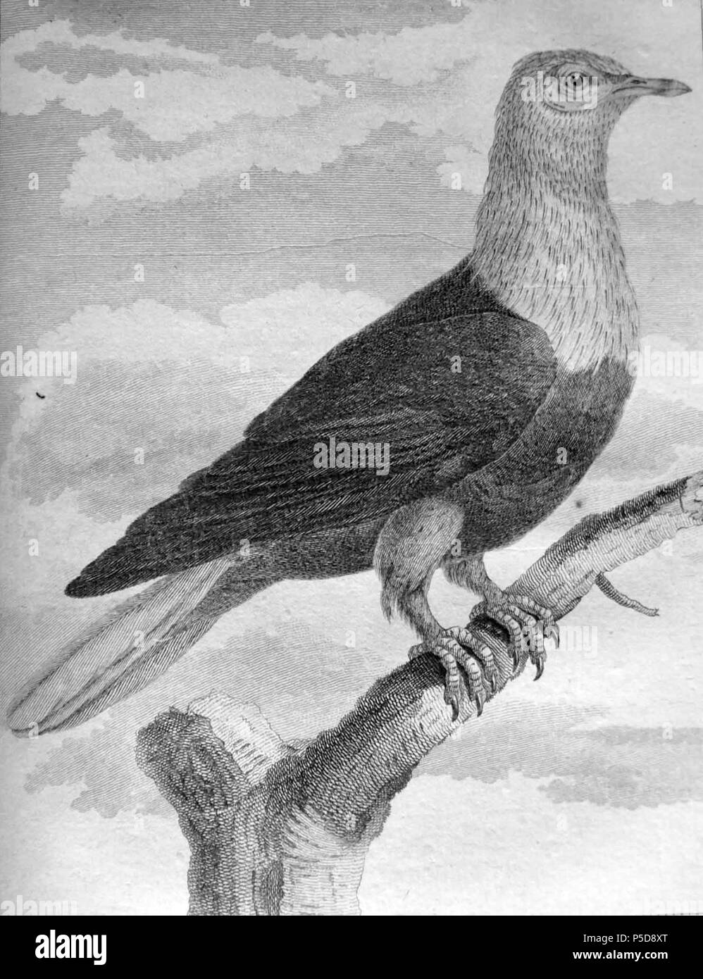 N/A. Maurice Pigeon bleu, un drawnafter spécimen bourré. 1782. Pierre Sonnerat nitidissima Columba 371 Banque D'Images