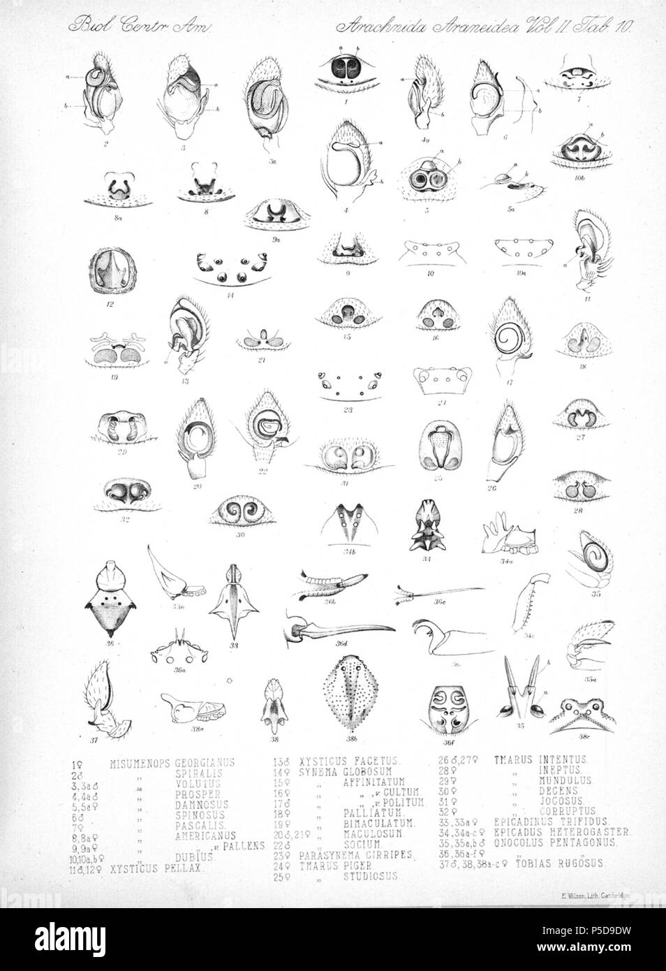 N/A. Anglais : Zoological illustrations des araignées faites par Frederick O. Picard-Cambridge Biologia Centrali-Americana, pour l'encyclopédie de l'histoire naturelle du Mexique et Amérique centrale . Entre 1897 et 1905. Frederick Octavius Pickard-Cambridge Arachnides 116 Araneidea Vol 2 Tableau 10 Banque D'Images