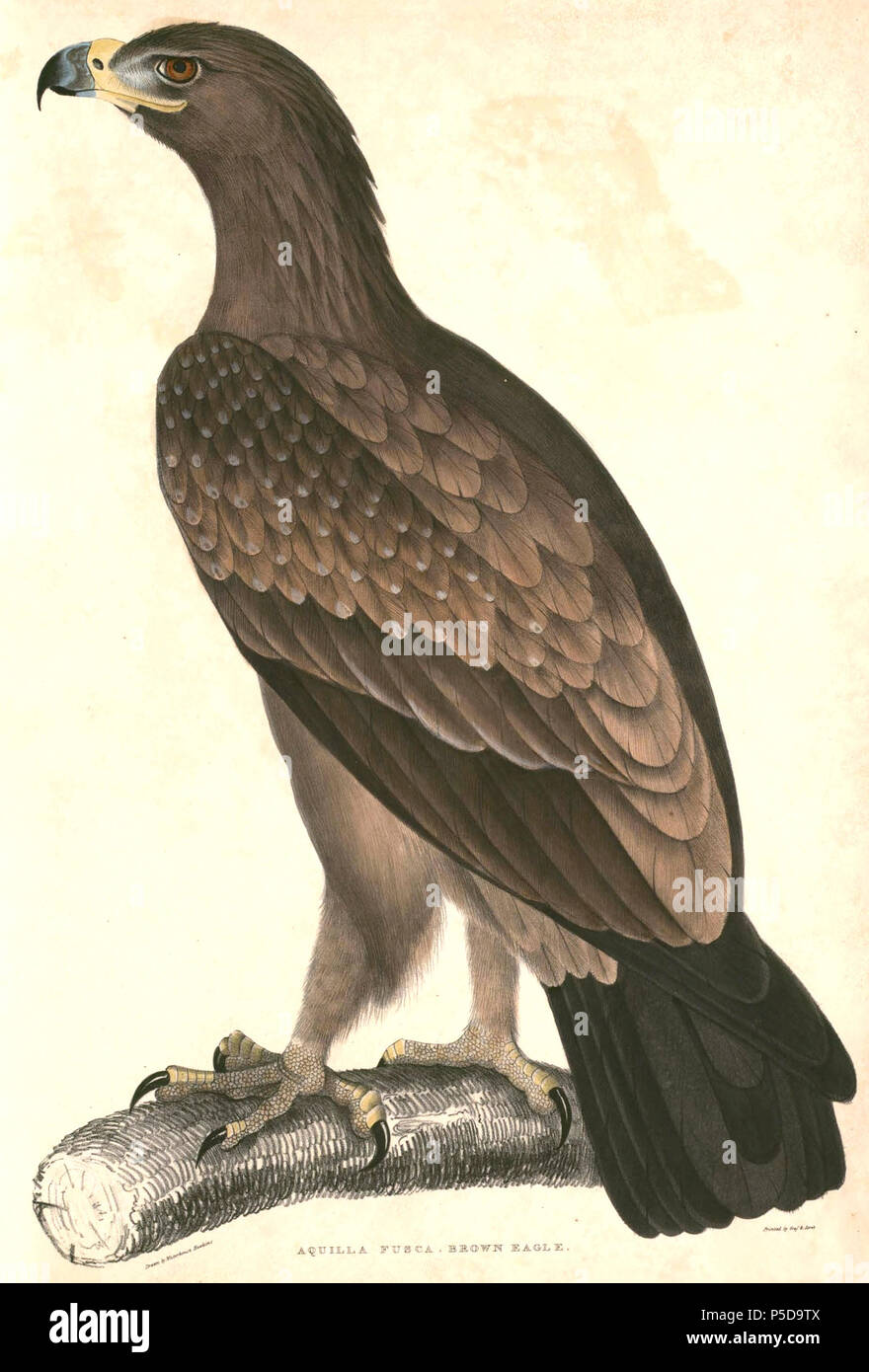 N/A. Anglais : " Aquila Aquila rapax fusca " = vindhiana (sous-espèce de l' Aigle) English : " Aquila Aquila rapax fusca " = vindhiana (sous-espèce de  Aigle ravisseur) . Entre 1833 et