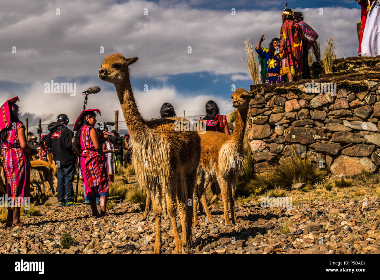 Fiesta del chacu tradicional en Pampa Galeras La vicuña es una especie emblemática del Perú que figura, incluso, en nuestro escudo nacional. Banque D'Images