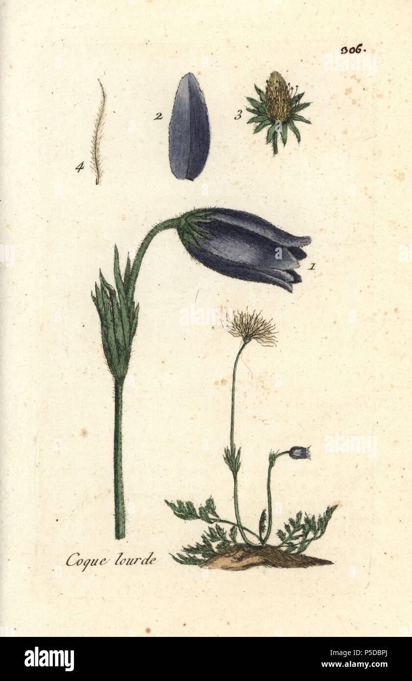 Pasque flower, Pulsatilla vulgaris. Coloriée dessinée botanique et gravé par Pierre Brisson de son propre 'Flora Parisiensis," 1776, Paris, P. F. Didot. Pierre Brisson (1752-1793) était un célèbre botaniste français, pionnier de la trois-couleurs-plaque d'impression. Son introduction aux fleurs de Paris inclus 640 plantes. Banque D'Images