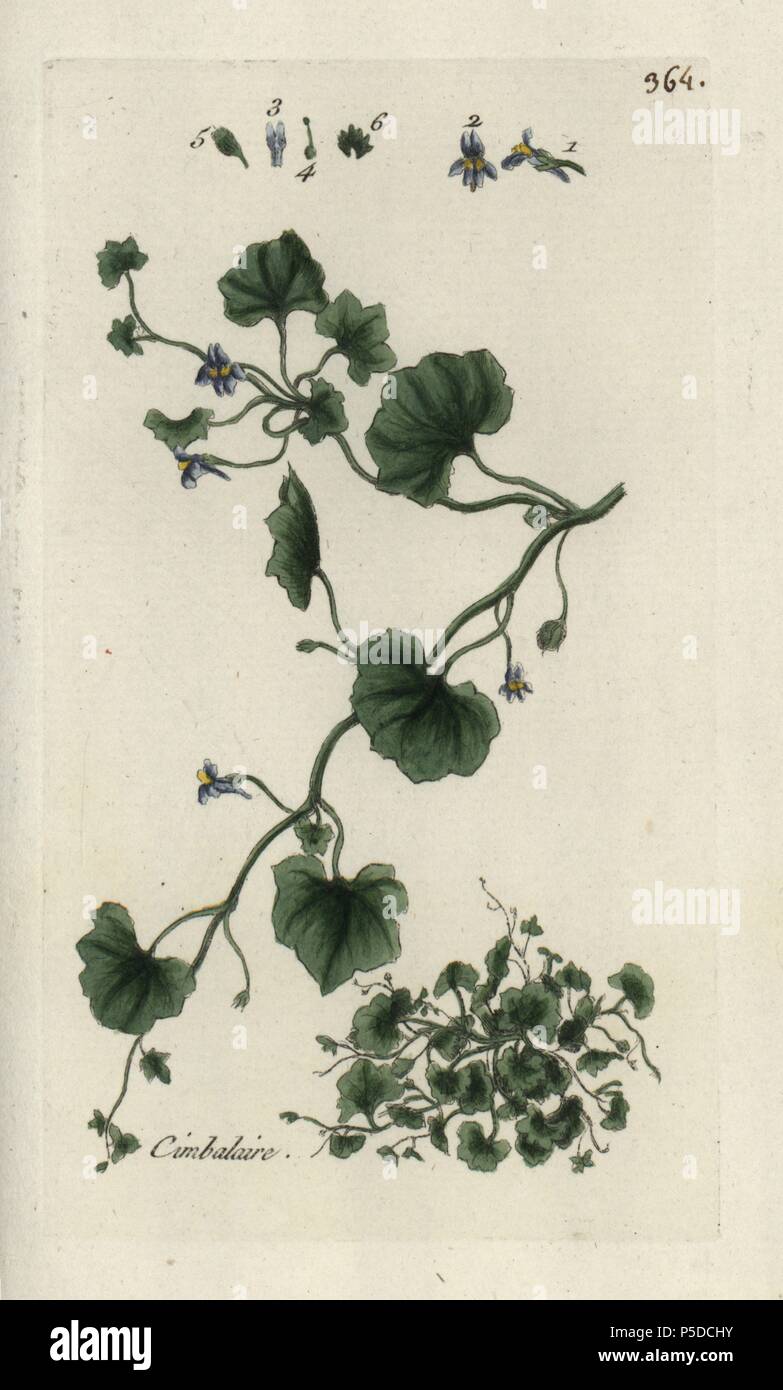 Linaire à feuilles de lierre ou de Kenilworth, ivy Cymbalaria muralis. Coloriée dessinée botanique et gravé par Pierre Brisson de son propre 'Flora Parisiensis," 1776, Paris, P. F. Didot. Pierre Brisson (1752-1793) était un célèbre botaniste français, pionnier de la trois-couleurs-plaque d'impression. Son introduction aux fleurs de Paris inclus 640 plantes. Banque D'Images