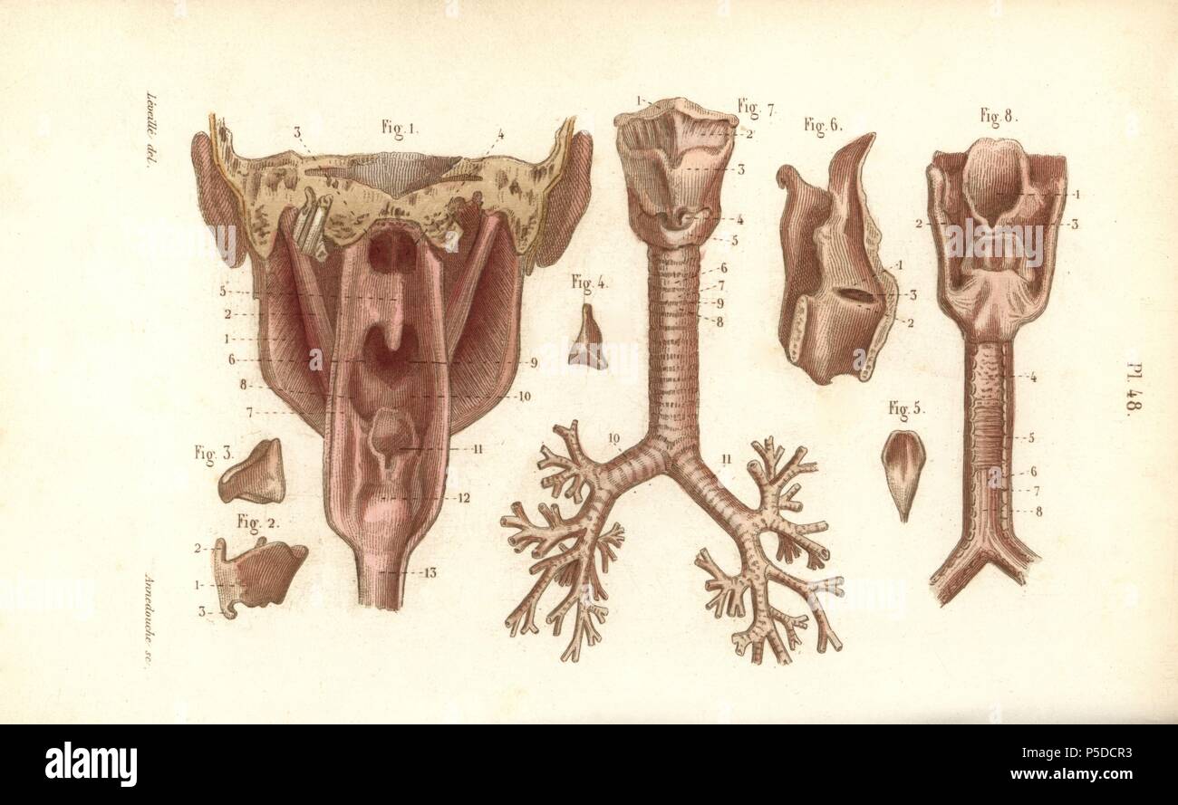Sections du pharynx et du larynx. Gravure coloriée par Annedouche d'un dessin par Leveille du Dr Joseph Nicolas Masse's 'Petit Atlas complet d'Anatomie descriptive du corps humain", Paris, 1864, publié par Mequignon-Marvis. Masse 'Pocket l'anatomie du corps humain' a été publié pour la première fois en 1848 et a connu plusieurs éditions. Banque D'Images