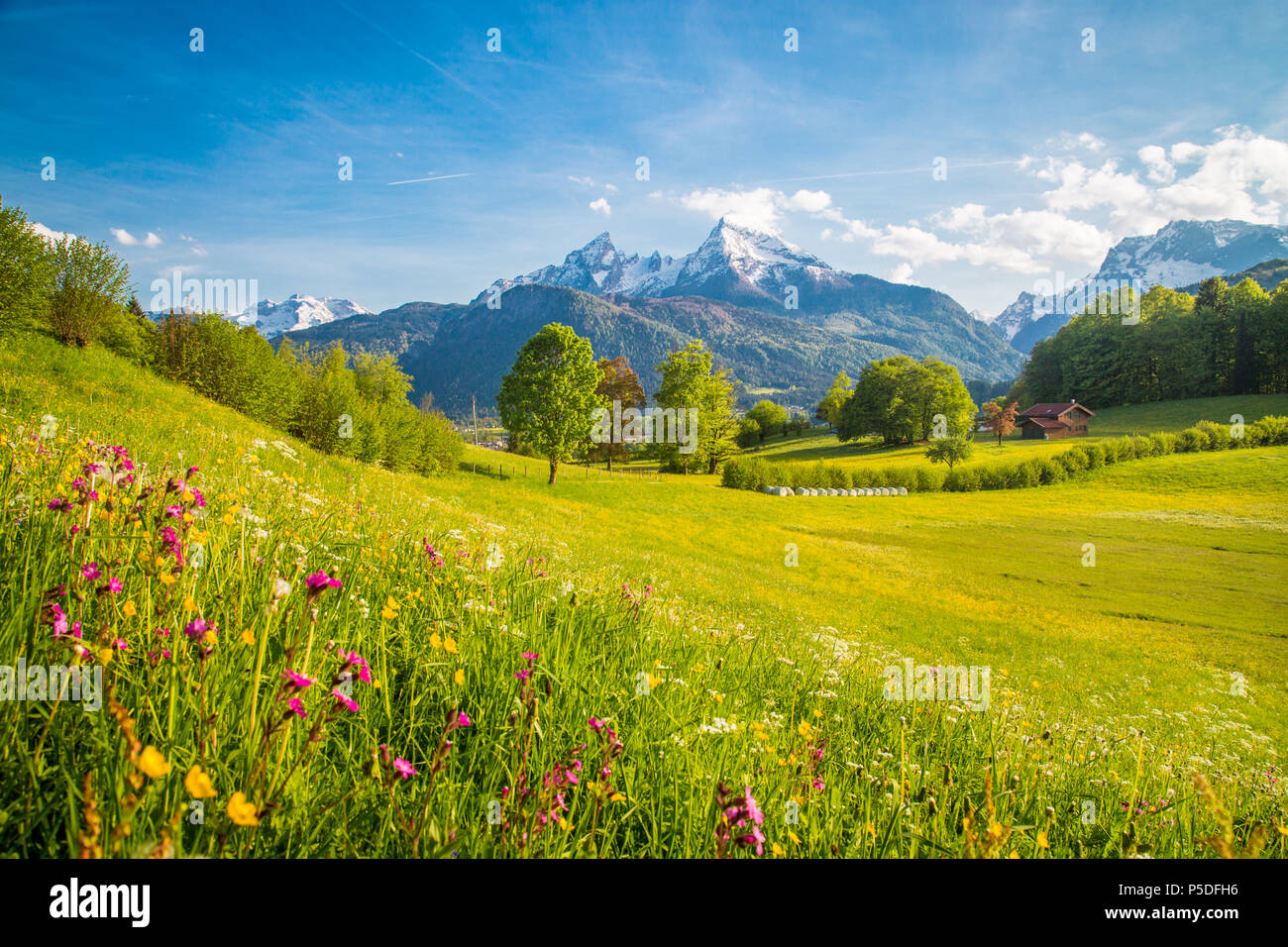 Belle vue sur le paysage de montagne alpin idyllique de fleurs de prairies et snowcapped mountain peaks sur une belle journée ensoleillée avec ciel bleu au printemps Banque D'Images