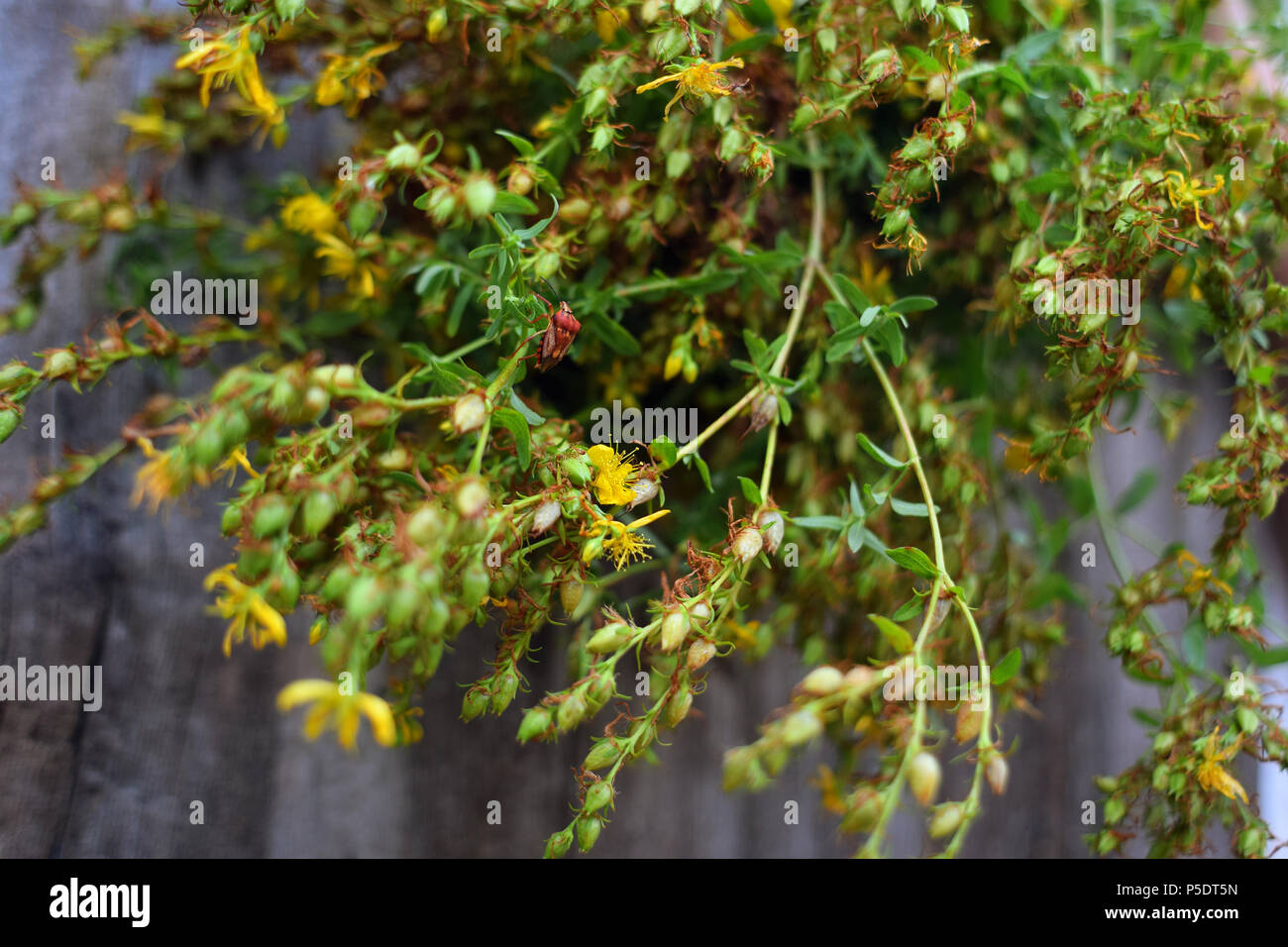 Hypericum perforatum Banque D'Images