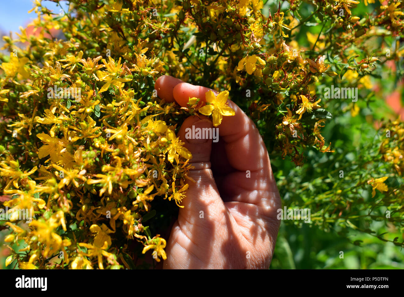 Hypericum perforatum Banque D'Images