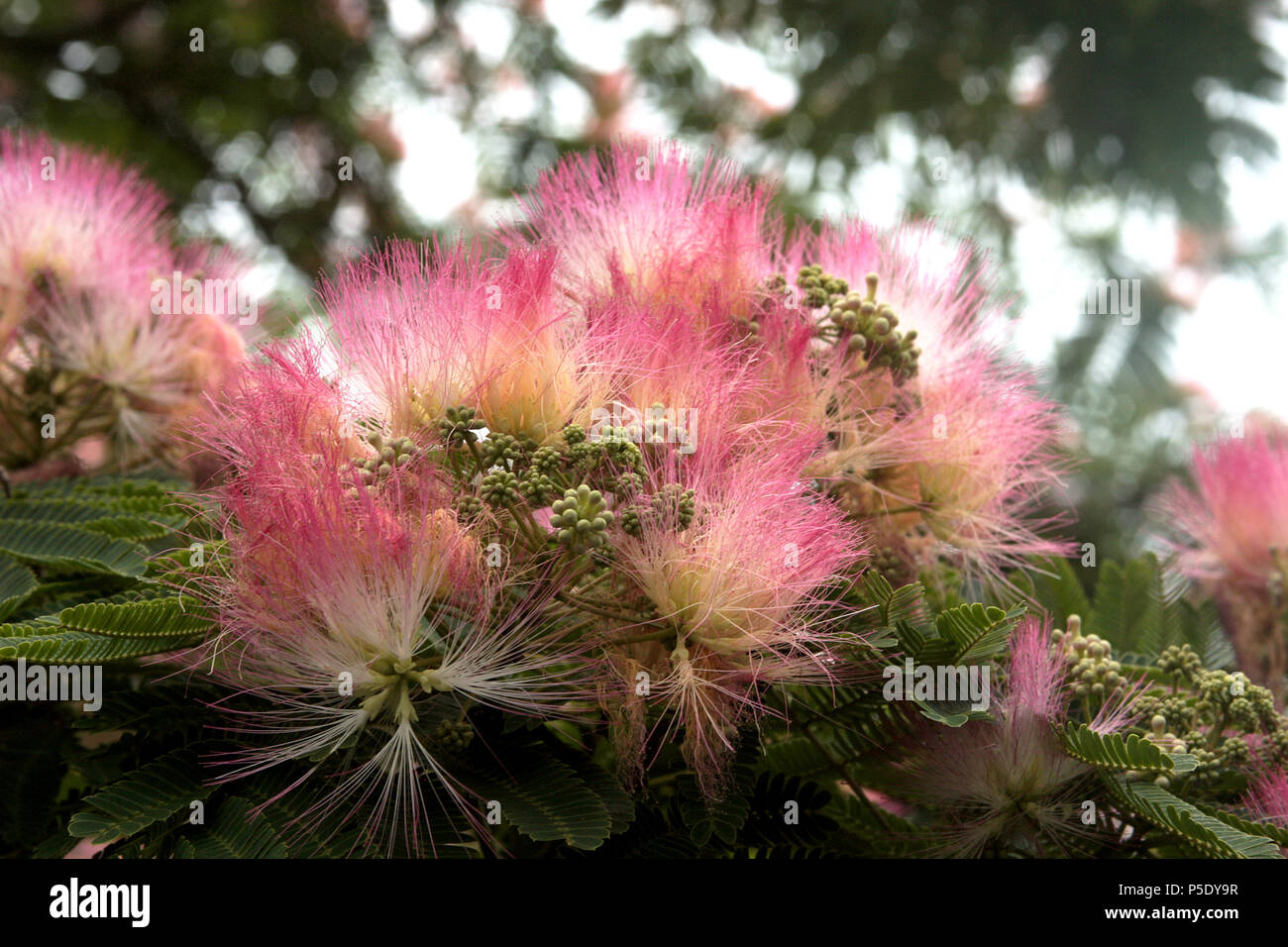 Arbre En Fleurs De Soie De Perse Banque Dimages Photo
