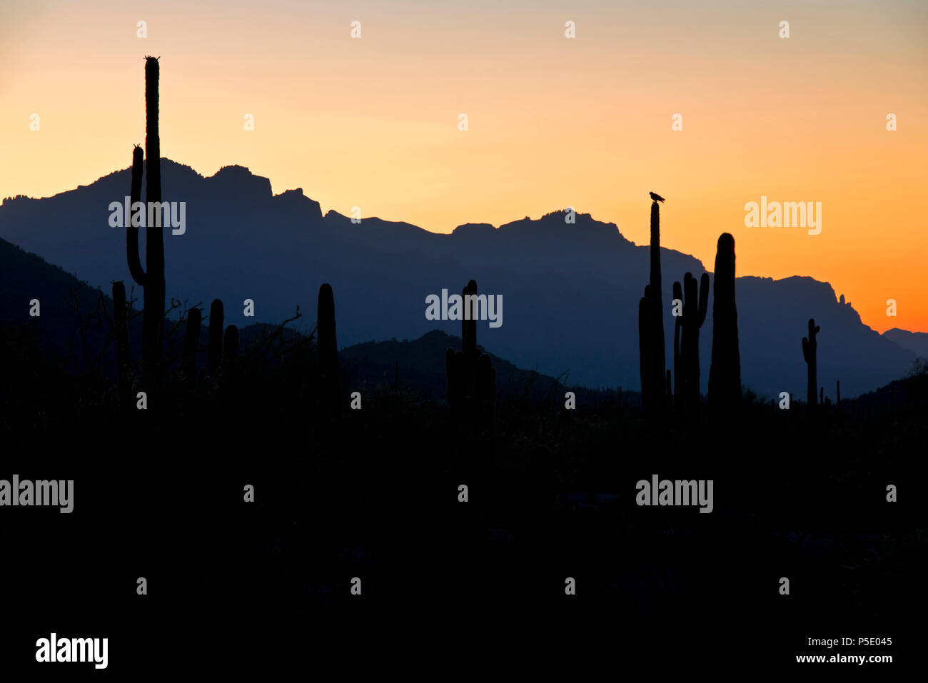 Un harris hawk montres pour jeu à partir de son perché au sommet d'un cactus Saguaro comme le soleil se lève sur les montagnes de la superstition à Mesa, Arizona. Banque D'Images