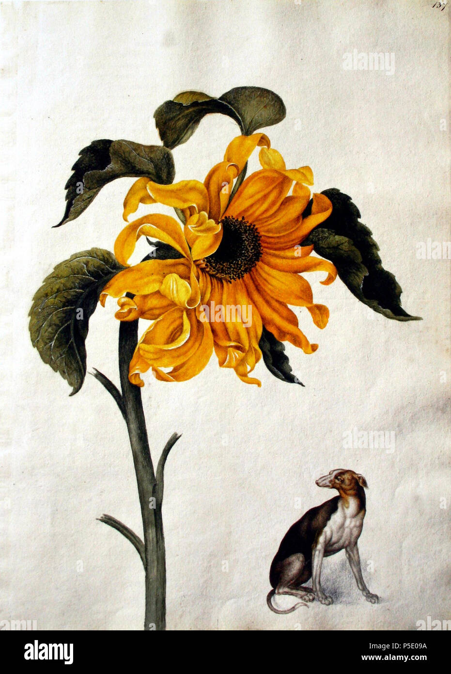 N/A. Anglais : Peinture du tournesol (Helianthus annuus) . 1682. Le maréchal Alexander (c.1620-1682) 81 maréchal Alexander00 Banque D'Images