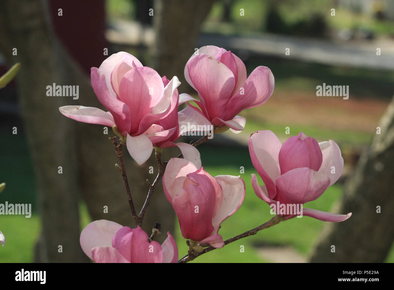 Gros plan sur la fleur de magnolia chinoise Banque D'Images