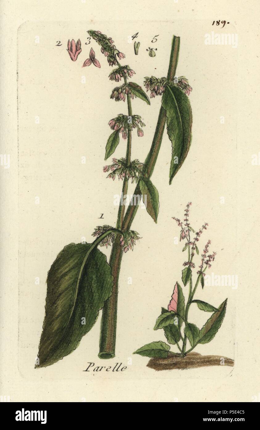 Dock ouest, Rumex aquaticus. Coloriée dessinée botanique et gravé par Pierre Brisson de son propre 'Flora Parisiensis," 1776, Paris, P. F. Didot. Pierre Brisson (1752-1793) était un célèbre botaniste français, pionnier de la trois-couleurs-plaque d'impression. Son introduction aux fleurs de Paris inclus 640 plantes. Banque D'Images