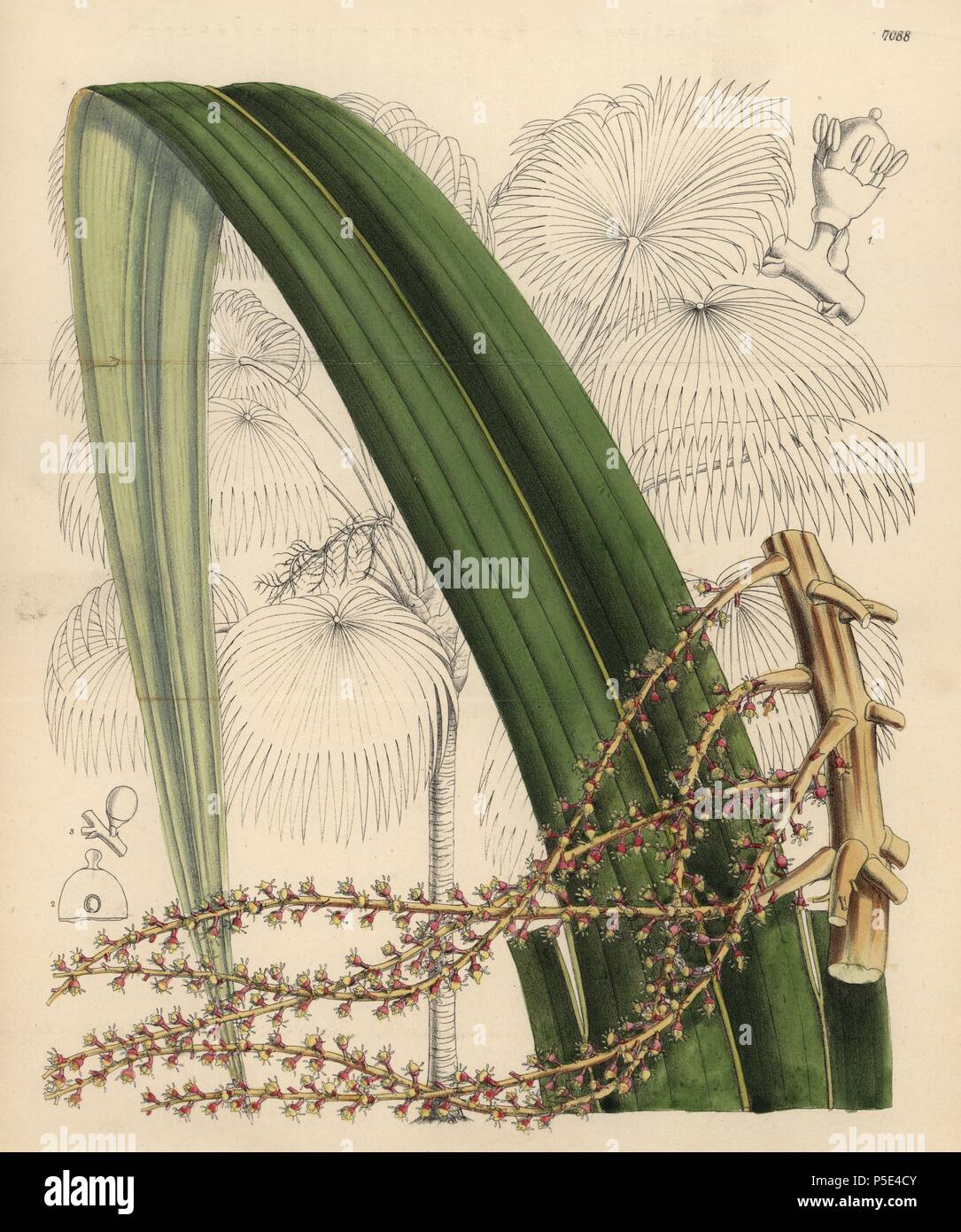 Thrinax excelsa, palmier originaire de la Jamaïque. La main, illustration botanique dessiné par Mathilde Smith et lithographiée par John Nugent Fitch de Joseph Dalton Hooker's 'Curtis's Botanical Magazine, 1889', L. Reeve & Co. un deuxième-cousin et élève de Sir Joseph Dalton Hooker, Matilda Smith (1854-1926) a été le principal artiste pour le Botanical Magazine de 1887 à 1920 et a contribué 2 300 illustrations. Banque D'Images