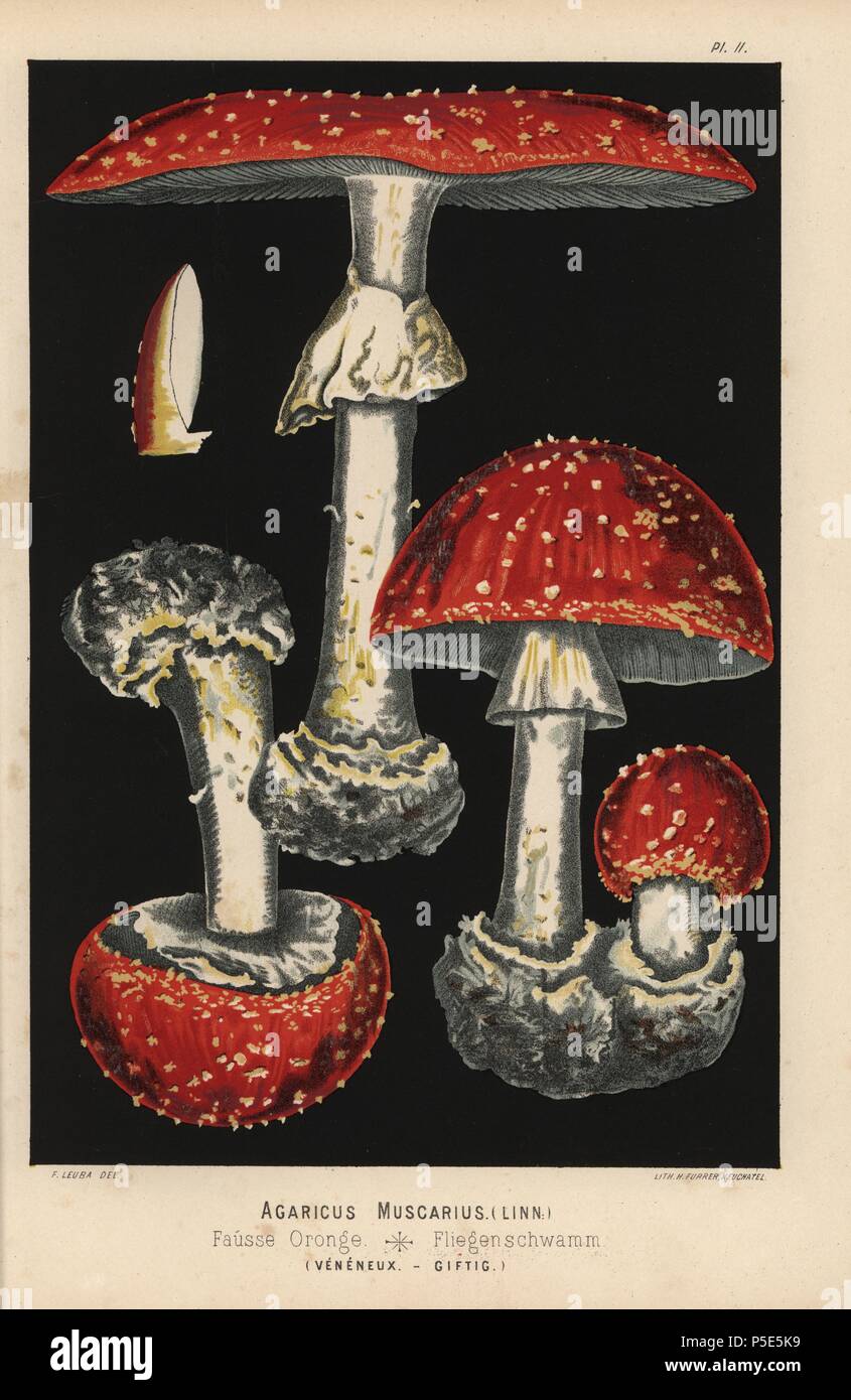 Agaric Fly, Amanita muscaria, Agaricus muscarius, fausse oronge, toxiques. Chromolithographie d'une illustration par Fritz Leuba de 'Les champignons comestibles et les especes vénéneuses avec lesquelles ils may etre' (ménages formés uniquement de champignons comestibles et les espèces toxiques Il ne faut pas les confondre avec), Delachaux et Niestle, Neuchâtel, Suisse, 1890, lithographiée par H. Furrer. Fritz Leuba (1848-1910) était un mycologue et artiste de Neuchâtel, Suisse. Banque D'Images