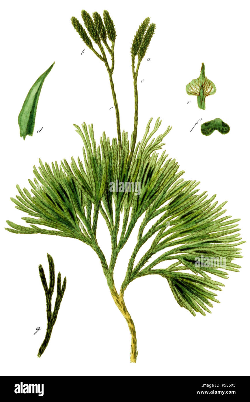 456 Diphasiastrum complanatum, Flore Batava v10 Banque D'Images
