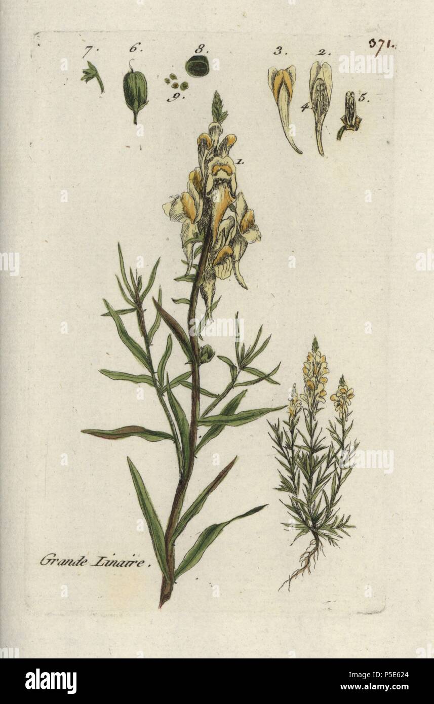 Lin sauvage jaune Antirrhinum, Linaria. Coloriée dessinée botanique et gravé par Pierre Brisson de son propre 'Flora Parisiensis," 1776, Paris, P. F. Didot. Pierre Brisson (1752-1793) était un célèbre botaniste français, pionnier de la trois-couleurs-plaque d'impression. Son introduction aux fleurs de Paris inclus 640 plantes. Banque D'Images