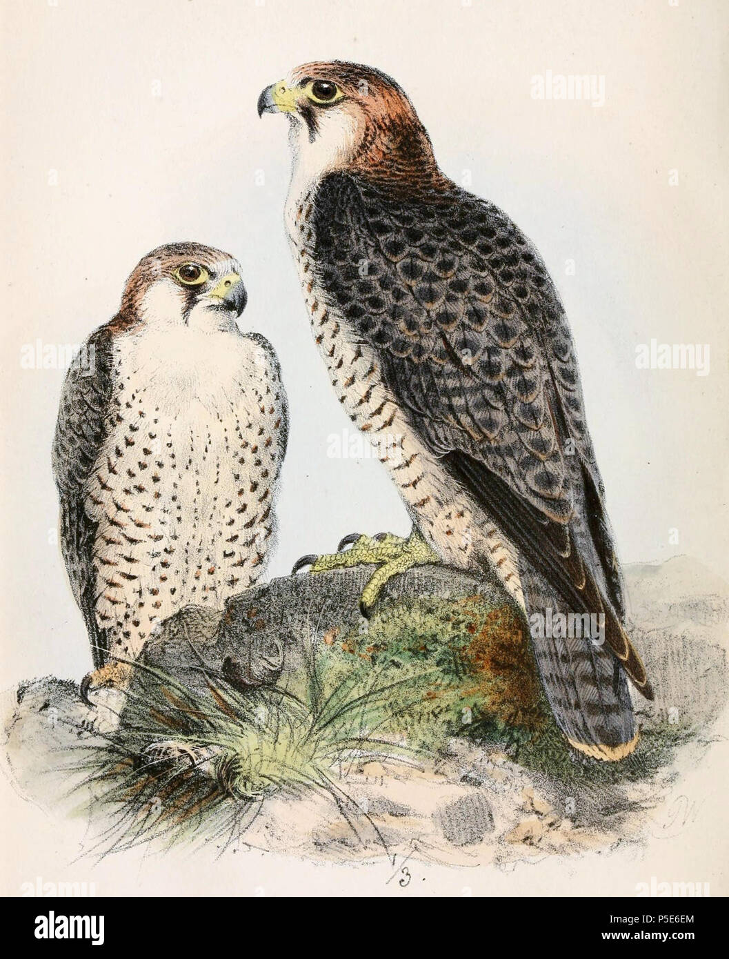 N/A. Anglais : " Falco babylonicus "  = Falco pelegrinoides babylonicus (sous-espèce de Barbary Falcon) English : " Falco babylonicus "  = Falco pelegrinoides babylonicus (sous-espèce de Faucon de Barbarie) . 1861. Joseph Wolf (1820-1899) Noms alternatifs Matthias Wolf ; Joseph Wolff ; Josef Wolf ; Matthias Wolff artiste allemand Description Date de naissance/Décès 21 Janvier 1820 20 avril 1899 Lieu de naissance/décès Mörz, Allemagne lieu de travail Londres London Authority control : Q1708274 VIAF:54950825 ISNI:0000 0000 8384 0531 ULAN:500006240 RCAC:n:NLA80006277 36115701 546 WorldCat Falco peleg Banque D'Images