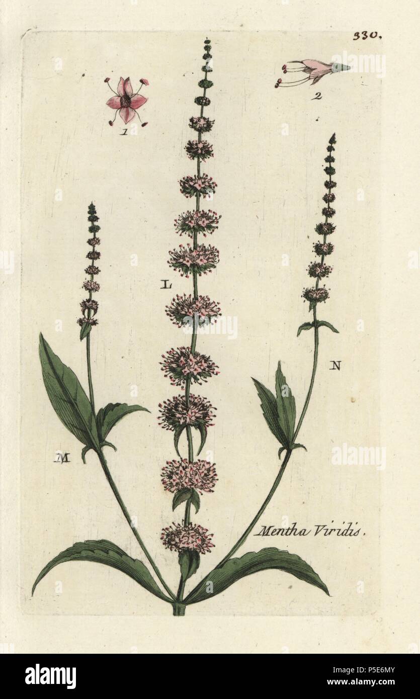 La menthe Mentha spicata. Coloriée dessinée botanique et gravé par Pierre Brisson de son propre 'Flora Parisiensis," 1776, Paris, P. F. Didot. Pierre Brisson (1752-1793) était un célèbre botaniste français, pionnier de la trois-couleurs-plaque d'impression. Son introduction aux fleurs de Paris inclus 640 plantes. Banque D'Images