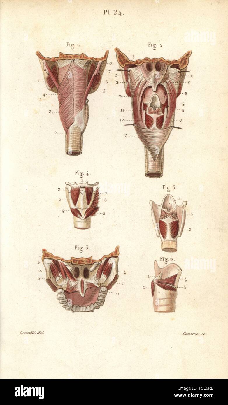 Muscles du pharynx et du larynx. Gravure sur acier par Davesne coloriée d'un dessin par Leveille du Dr Joseph Nicolas Masse's 'Petit Atlas complet d'Anatomie descriptive du corps humain", Paris, 1864, publié par Mequignon-Marvis. Masse 'Pocket l'anatomie du corps humain' a été publié pour la première fois en 1848 et a connu plusieurs éditions. Banque D'Images