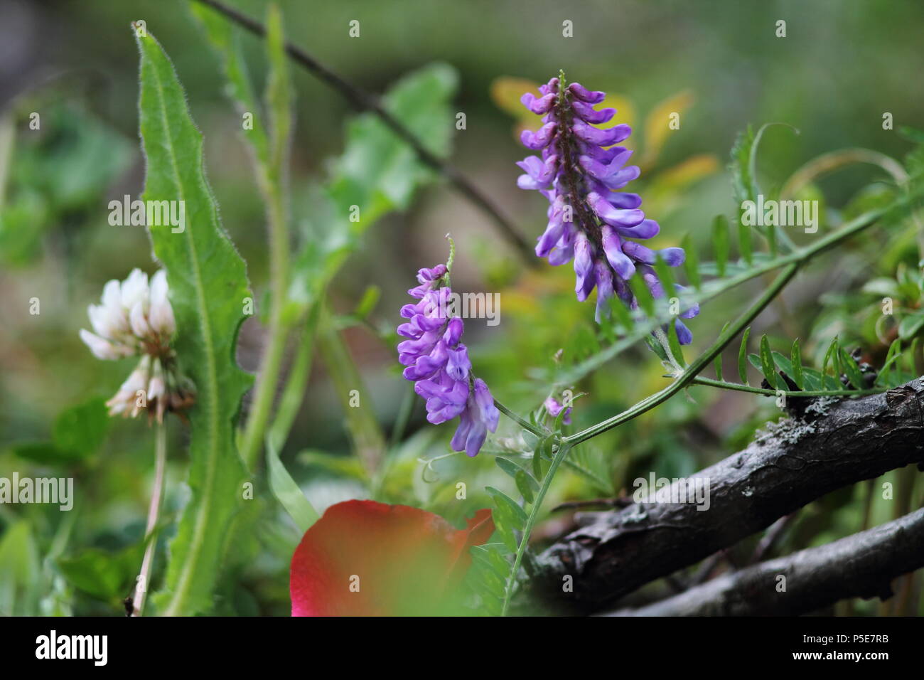 Fleur de trèfle et laineux fleurit en printemps jardin. Banque D'Images