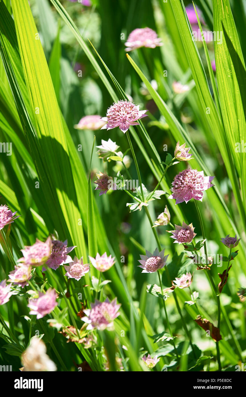 Petites fleurs individuelles de l'été, floraison masterwort Astrantia (majeur) Banque D'Images