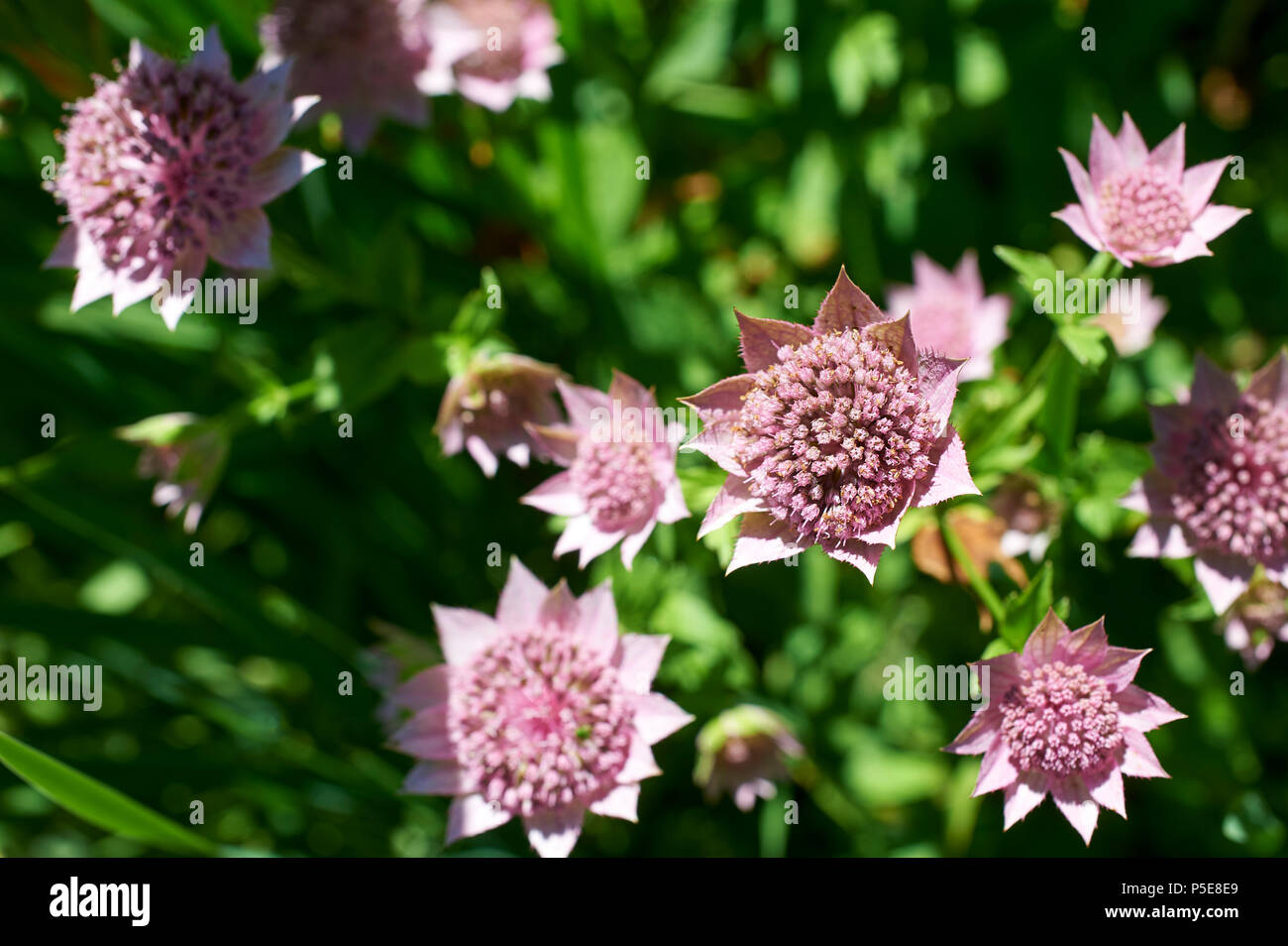 Petites fleurs individuelles de l'été, floraison masterwort Astrantia (majeur) Banque D'Images