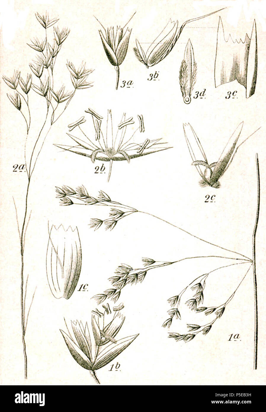 N/A. 1. Deschampsia cespitosa (L.) P.Beauv. 2. Avenella flexuosa (L.) Drejer, syn. Deschampsia flexuosa (L.) Trin. subsp. flexuosa 3. Deschampsia setacea (Huds.) Hack., syn. Deschampsia discolor (Thuill.) Roem. & Schult. Légende originale 1. Rasen-Schmiele, Deschampsia caespitosa L. 2. Wald-Schmiele, D. flexuosa L. 3. Bunte Schmiele, D. discolor Thuill. . 1796. Johann Georg Sturm (Peintre : Jacob Sturm) 438 Deschampsia spp Sturm21 Banque D'Images